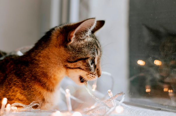 Essential Indoor Cat Wellness: Preventing Common Feline Health Issues in Denver
