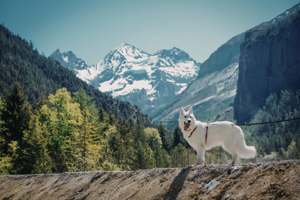 Common High-Altitude Health Risks for Dogs in Denver: A Guide to Pet Safety